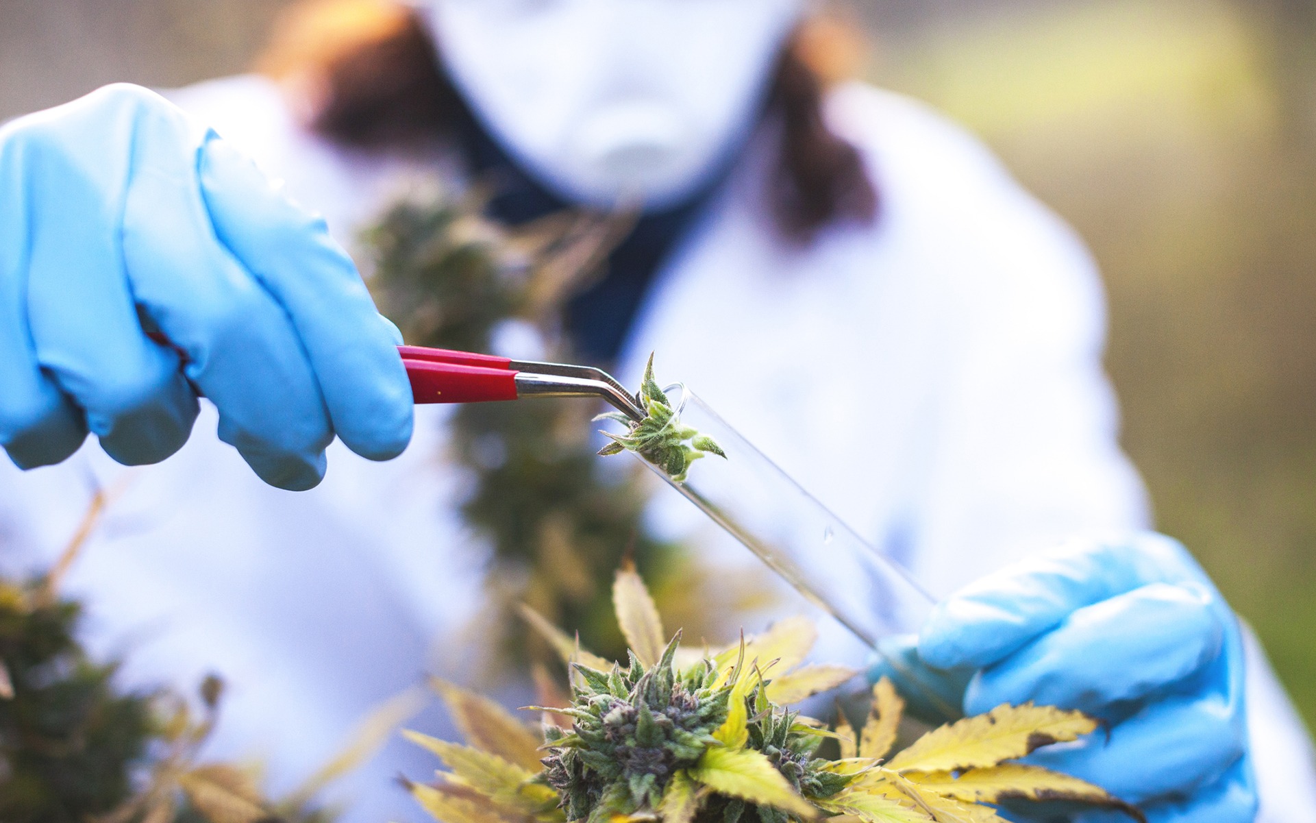Few Surprising Truths About Medical Cannibis
